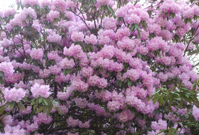 Pink flowers